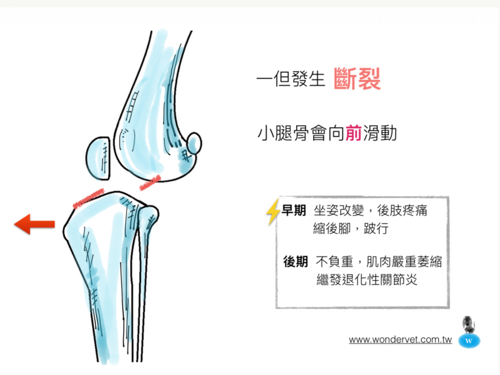 狗狗的前十字韌帶斷裂,