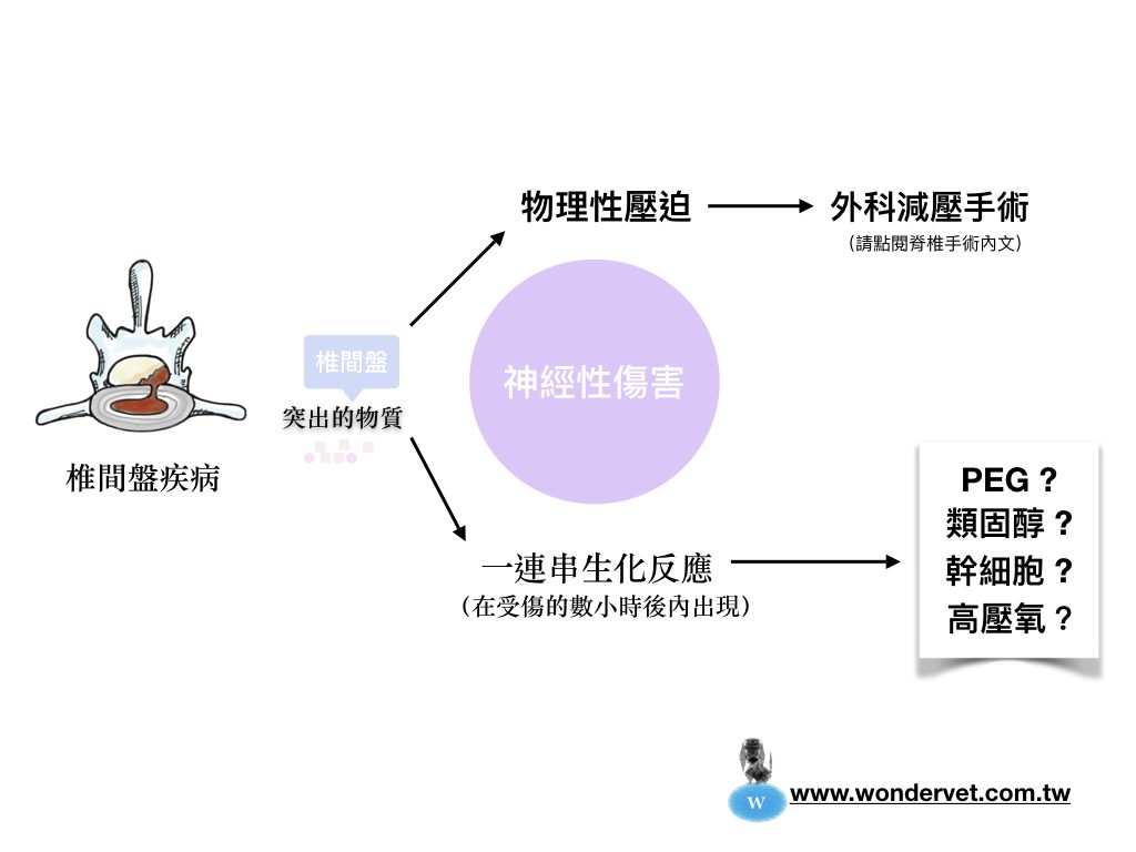 犬椎間盤疾病, 