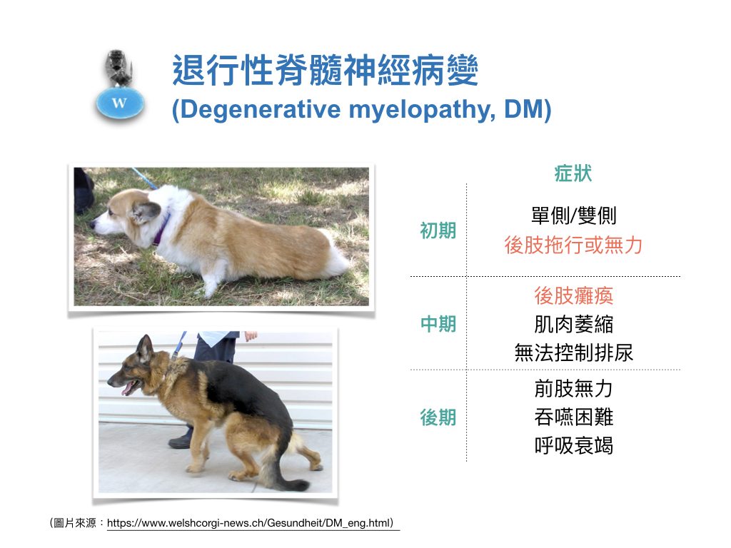 什麼！狗狗也有漸凍症？！ – Wondervet